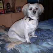 Photo de Lhassa apso