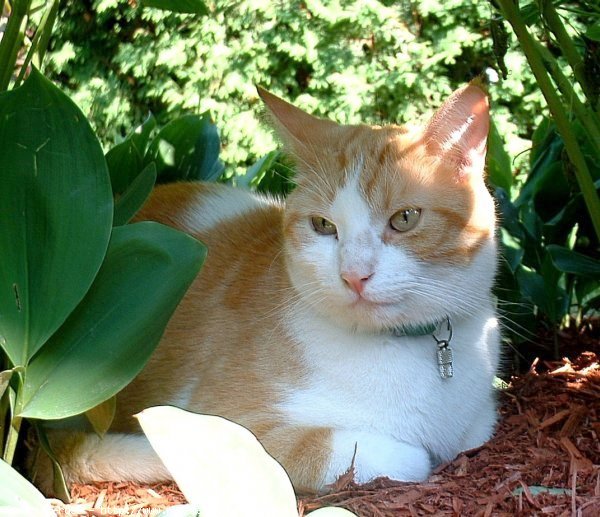 Photo de Chat domestique