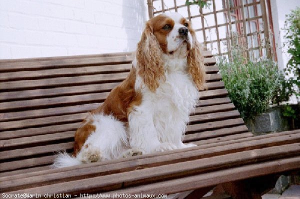 Photo de Cavalier king charles spaniel