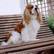 Photo de Cavalier king charles spaniel