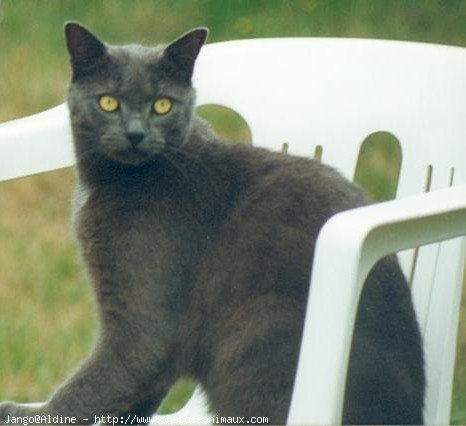 Photo de Chat domestique