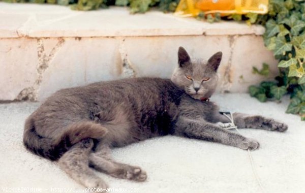 Photo de Chartreux