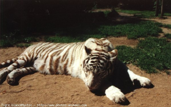 Photo de Tigre