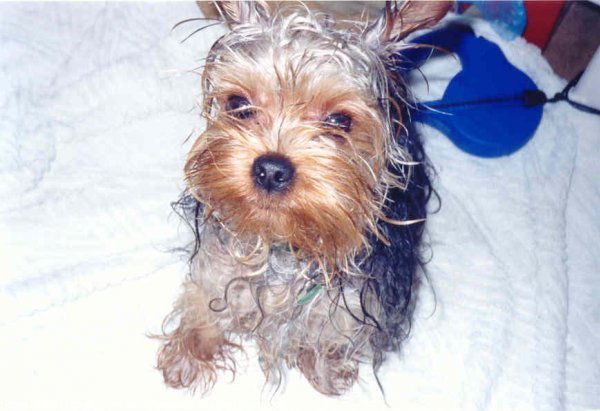 Photo de Yorkshire terrier