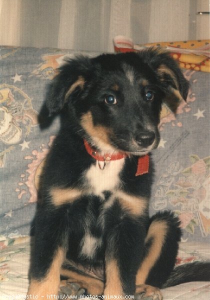 Photo de Border collie