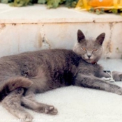 Photo de Chartreux