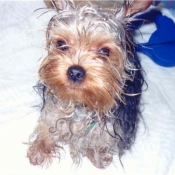 Photo de Yorkshire terrier