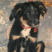 Photo de Border collie