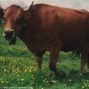 Photo de Vache