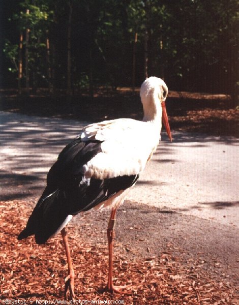 Photo de Cigogne