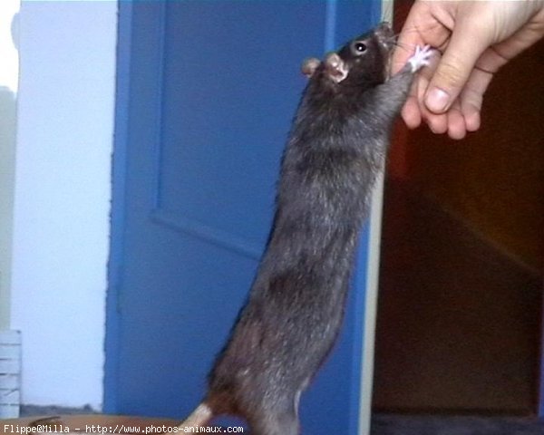 Photo de Rat