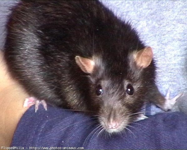 Photo de Rat