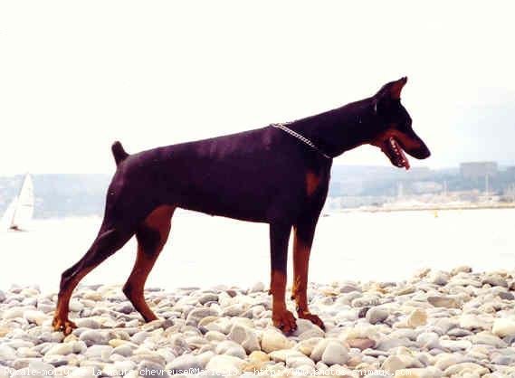 Photo de Dobermann