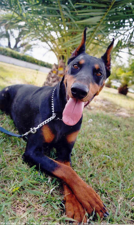 Photo de Dobermann