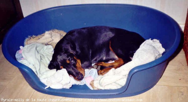 Photo de Dobermann