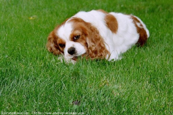 Photo de Cavalier king charles spaniel