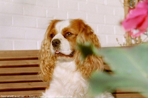 Photo de Cavalier king charles spaniel