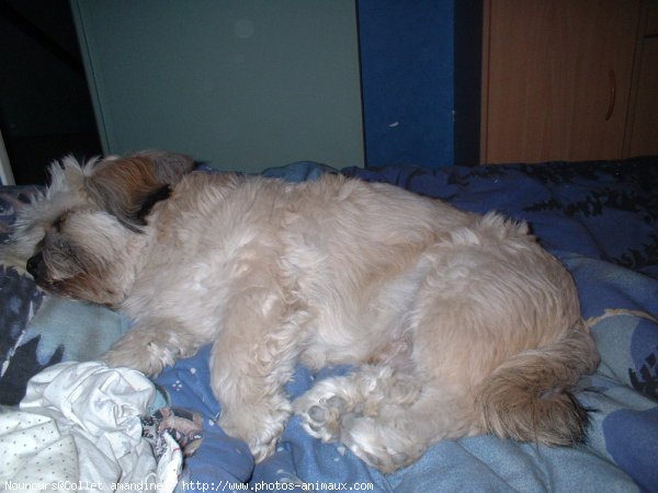 Photo de Lhassa apso