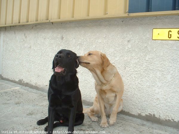 Photo de Labrador retriever