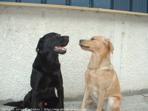 Photo de Labrador retriever