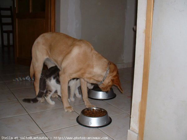 Photo de Labrador retriever