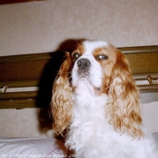 Photo de Cavalier king charles spaniel