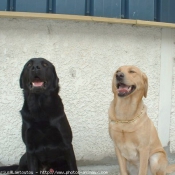 Photo de Labrador retriever