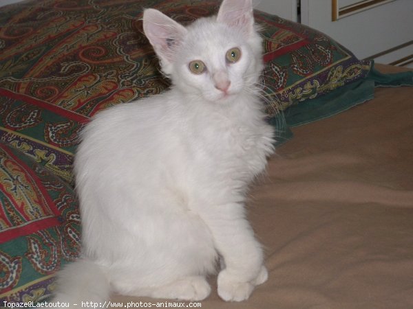 Photo d'Angora turc