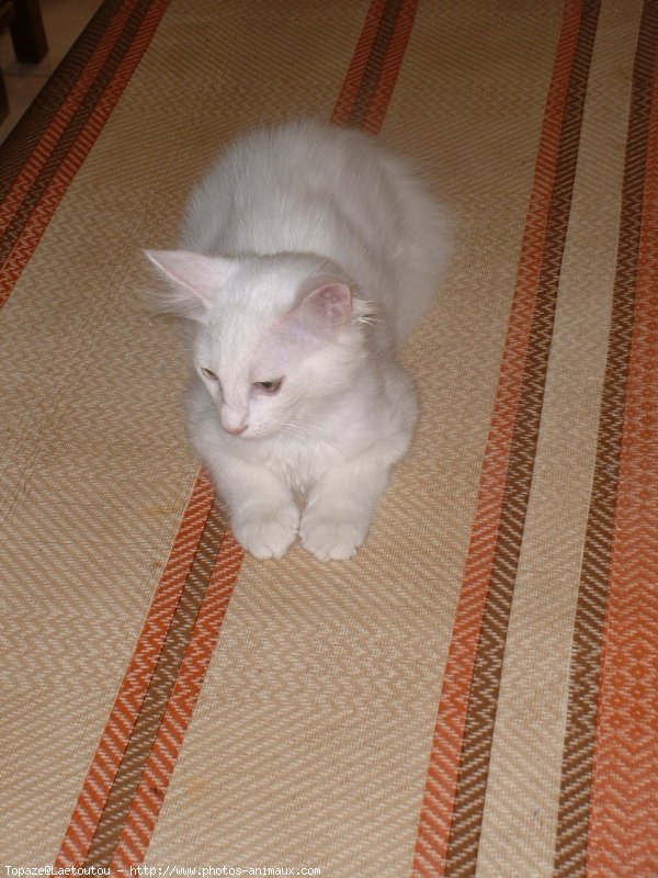 Photo d'Angora turc