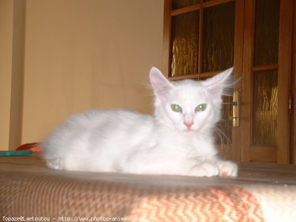 Photo d'Angora turc