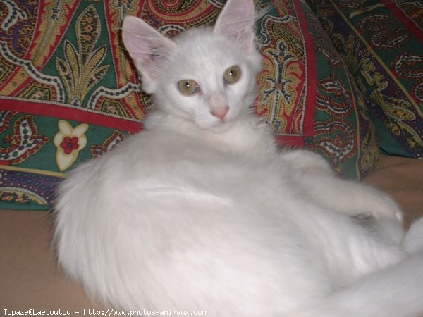 Photo d'Angora turc