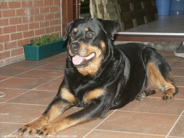 Photo de Rottweiler