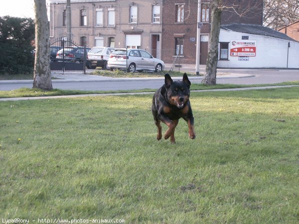 Photo de Rottweiler