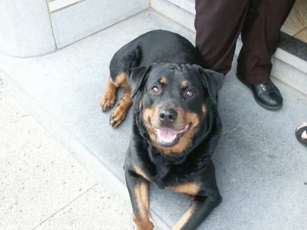 Photo de Rottweiler