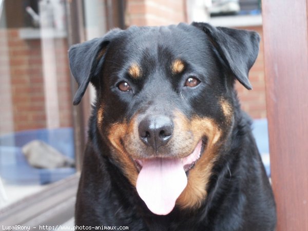 Photo de Rottweiler