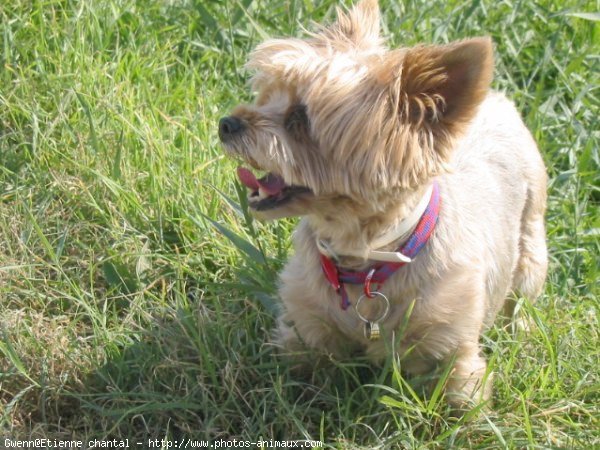 Photo de Yorkshire terrier