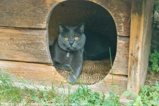 Photo de Chartreux