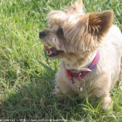 Photo de Yorkshire terrier