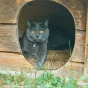 Photo de Chartreux