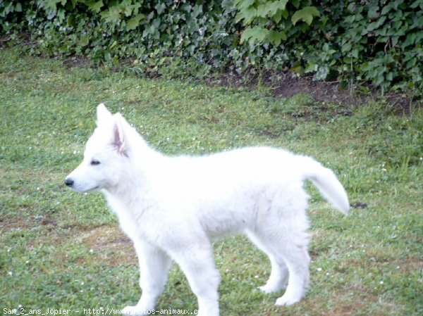 Photo de Berger blanc suisse