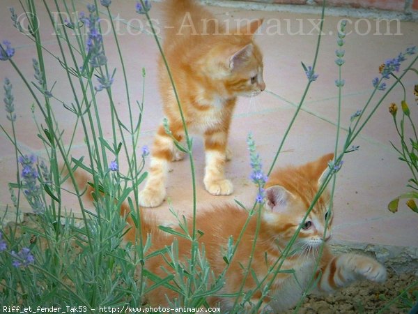 Photo de Chat domestique