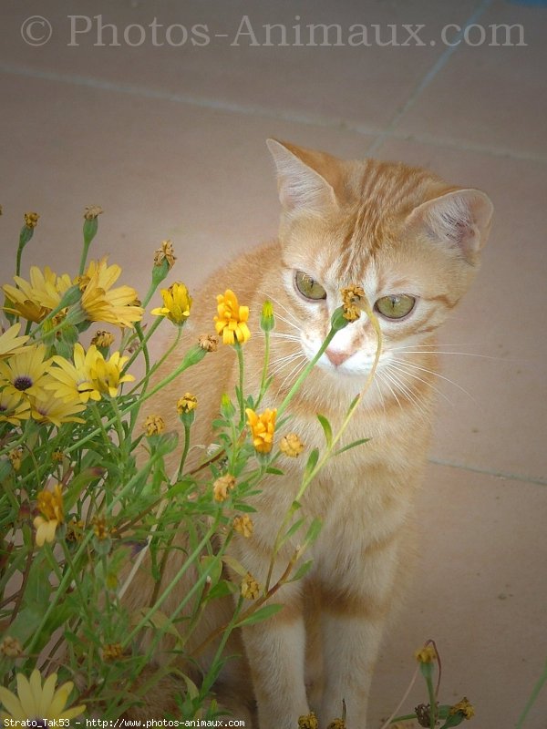 Photo de Chat domestique