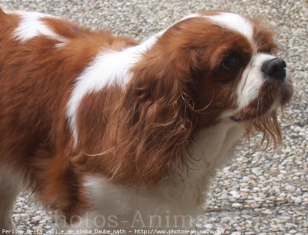 Photo de Cavalier king charles spaniel