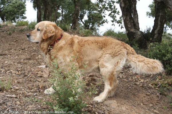 Photo de Golden retriever