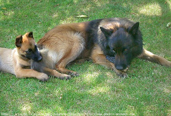 Photo de Berger belge tervueren