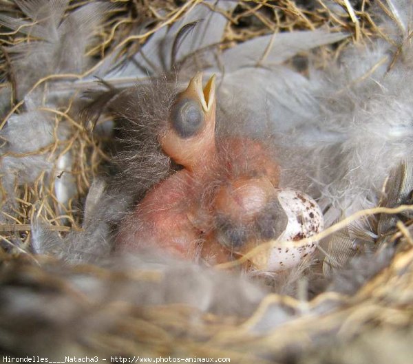 Photo de Hirondelle