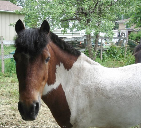 Photo de Poney franais de selle