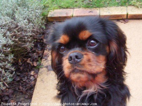 Photo de Cavalier king charles spaniel