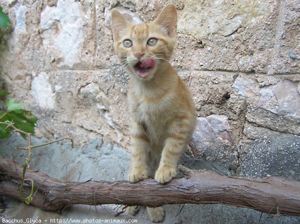 Photo de Chat domestique