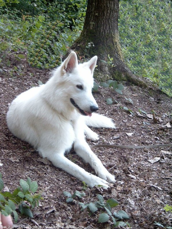 Photo de Berger blanc suisse